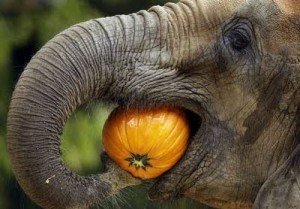 pumpkin_eating_elephant